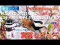 【MFT最強レンズ】M.ZUIKO DIGITAL ED 150-400mm F4.5 TC1.25x IS PRO レビュー 換算1000mmの手もち超望遠撮影【OM SYSTEM 】