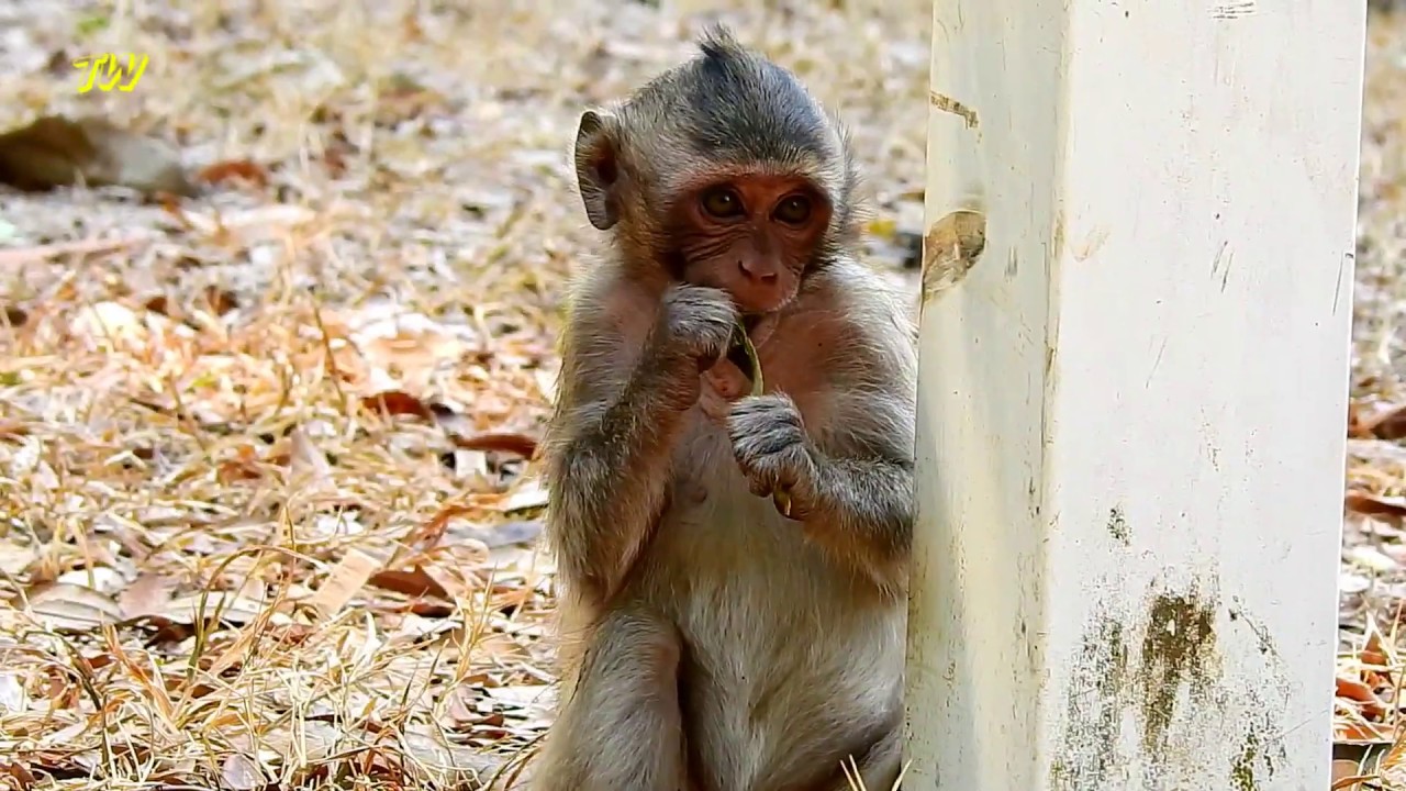 petco hours Poor little girl Orhaned Patty monkey Mom left without Coming Back😢