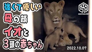 【 旭山動物園】強くて優しい母の顔✨🐱ライオンのイオままと3頭の赤ちゃん🦁🦁🦁 [Asahiyama Zoo]  Io the Lion and her three babies.