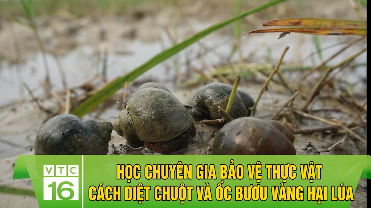 Học chuyên gia bảo vệ thực vật cách diệt chuột và ốc bươu vàng hại lúa | VTC16