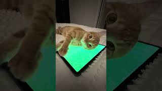 Cat playing iPad games 🤣🐈😻#catlife #catgamer #funnycats