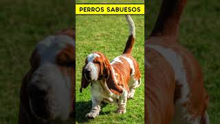 PERROS SABUESOS #datoscuriosos #cosasquenosabias