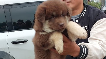 Toàn cảnh chợ chó Bắc Hà 7/12/2025 cực nhiều cún đẹp