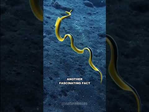 Ribbon Eel |