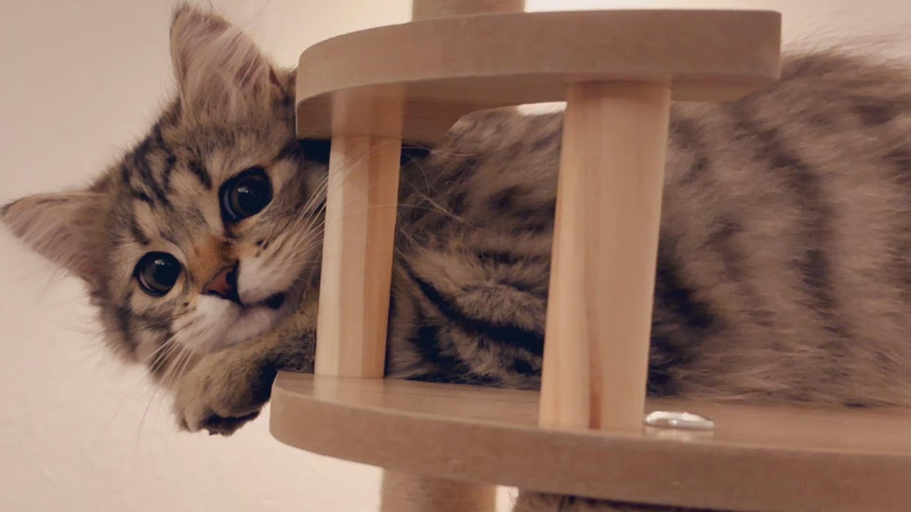 木製キャットタワーを買ってみたよ！【episode14】【サイベリアン】【PETTIFUL レビュー】かわいい