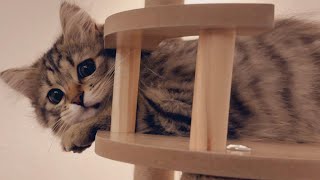 木製キャットタワーを買ってみたよ！【episode14】【サイベリアン】【PETTIFUL レビュー】 by サイベリアンのピロシキ  siberian cat pirozhki 1,568 views 3 months ago 13 minutes, 53 seconds