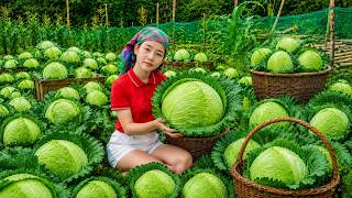Harvesting 1000kg+ Cabbage & Fabric, Guava 18 Year Old Girl Living Free in the Countryside