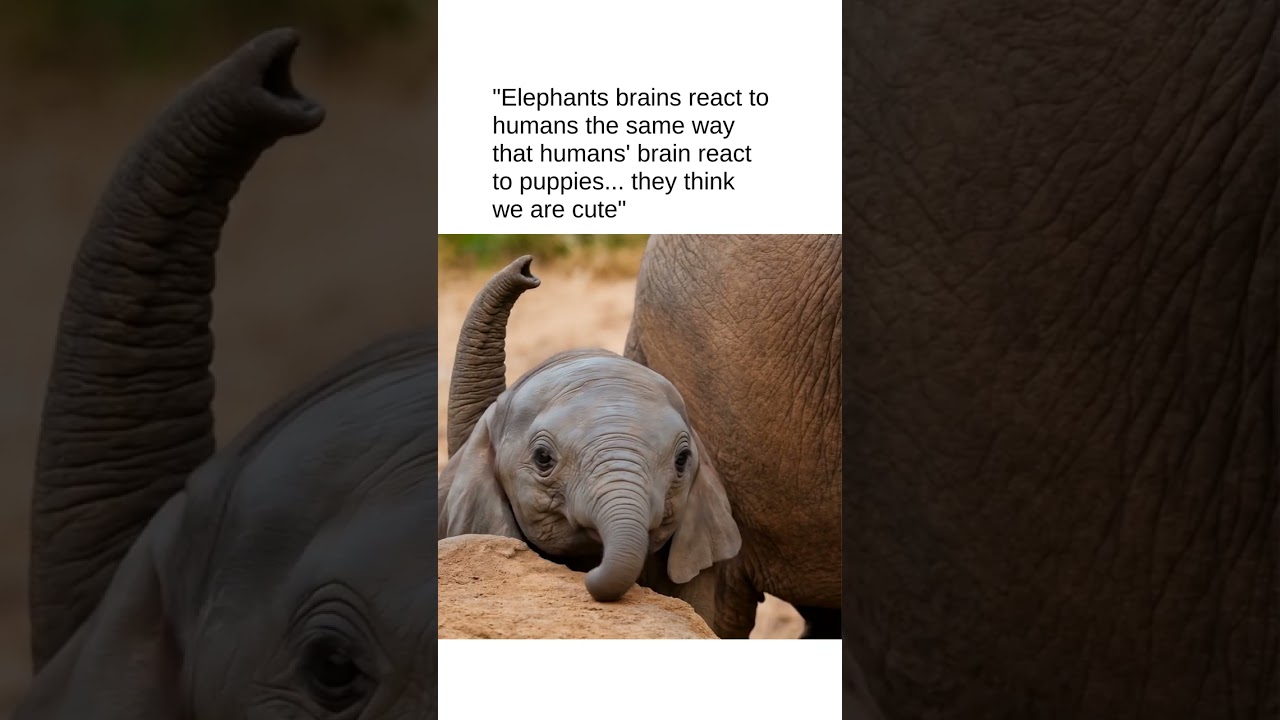 Elephants think we're adorable! My life is complete.