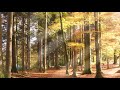 Sunny Autumn Forest With Birds Leaf Noise And Bird Song 