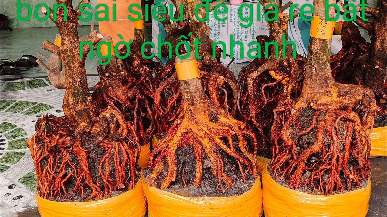 Ngày 25/2 bon sai siêu đế giá rẻ bất ngờ chốt nhanh 0332793171 hoàng tuấn