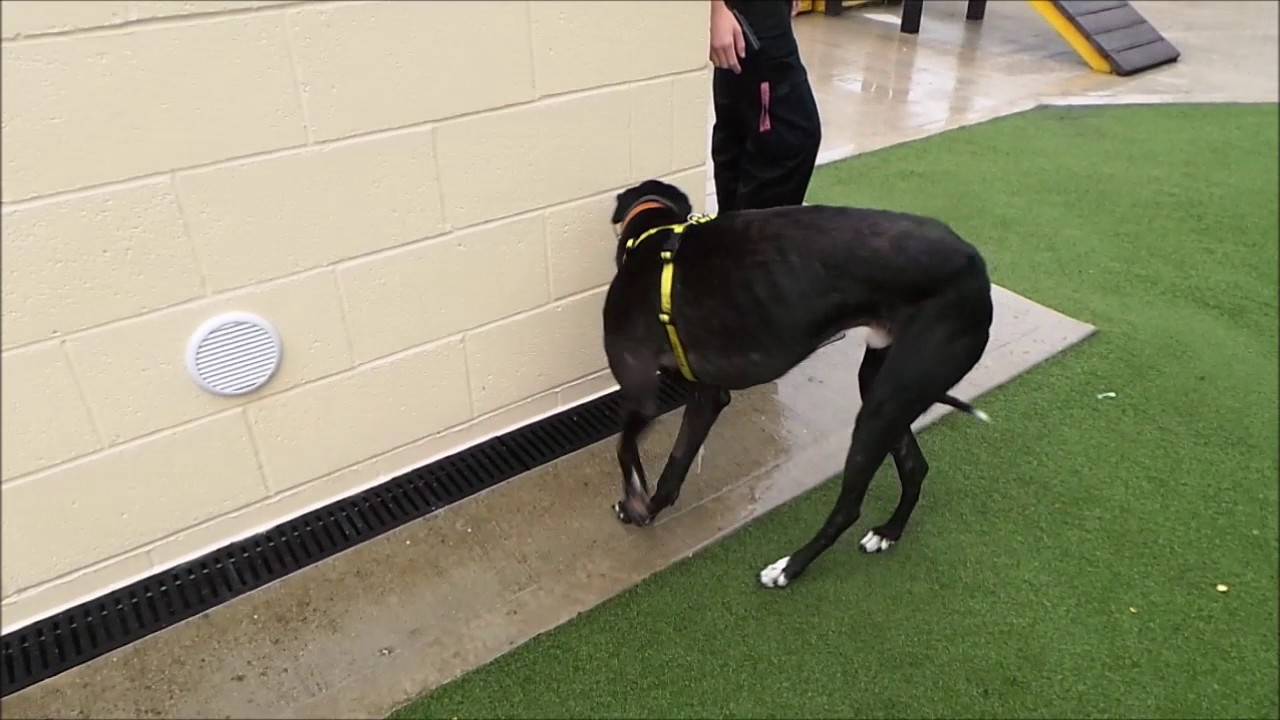 Dogs Trust Manchester Riley YouTube
