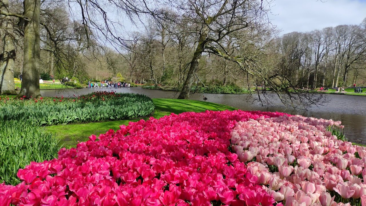 🌷 Кёкенхоф 2024 | Парк цветов в Нидерландах | Весна, тюльпаны и волшебство апреля...