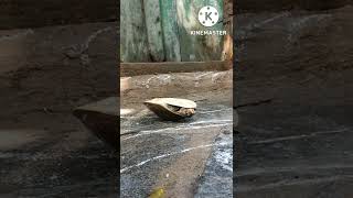 Famous Tortoise Flipped Upside Down! Will it get up again? Profile