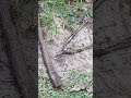 Descobri o que estava escondido no mato!