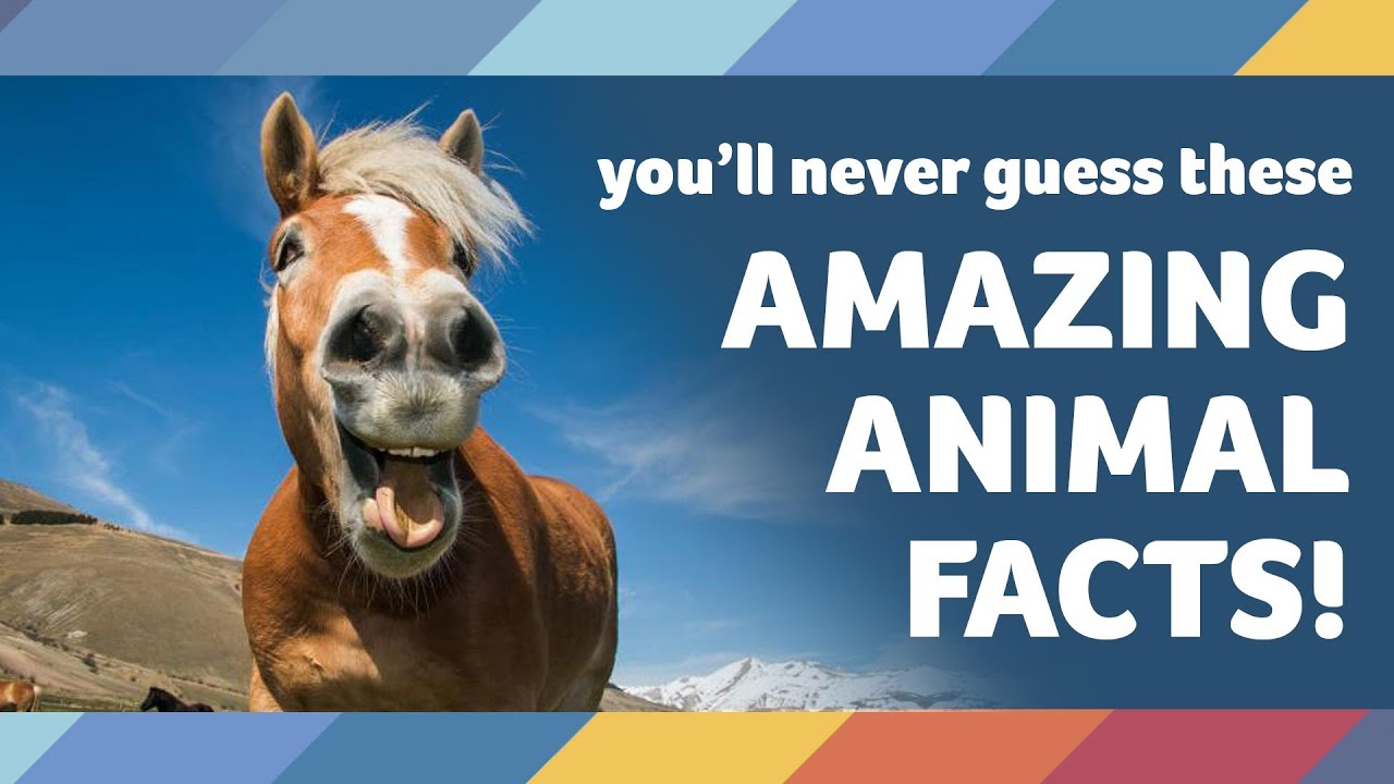 Weird but True ANIMAL FACTS! Ten amazing facts about animals we bet you  didn't know - YouTube