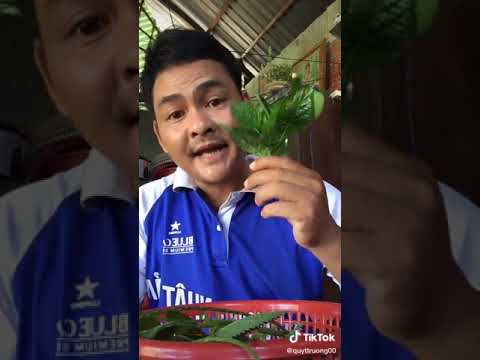 Video Cây đuôi chuột là cây gì ta mọi người,hay cây cỏ xước... - youtube
