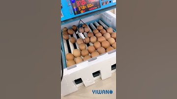 high hatching rate automatic egg incubator for hatching eggs
