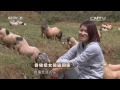 20160531 致富经  香猪把女孩逼回家