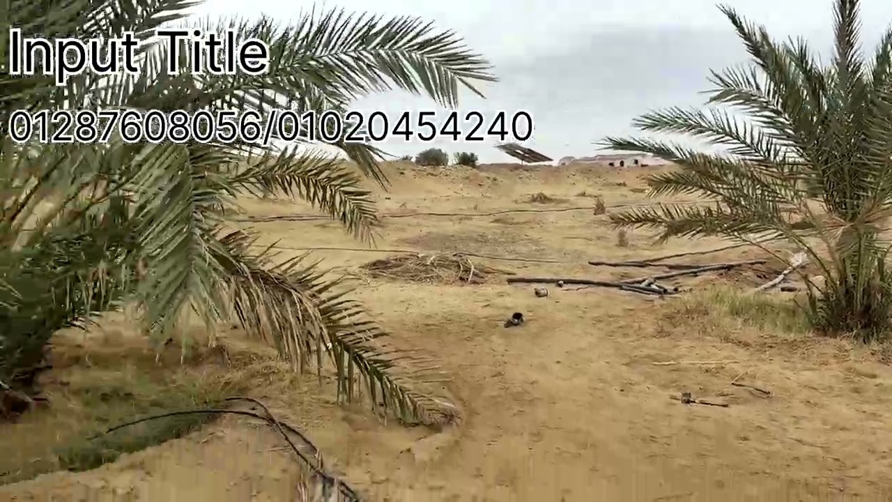 مزرعه منتجه .5فدان بأسعار زمان. ف حي القصعات بالواحات البحريه 