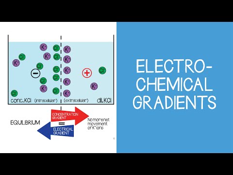 1.1 Cellular: Electrochemical Gradients