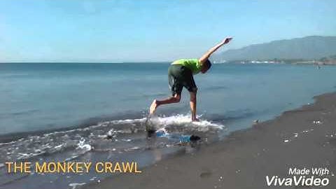 Skim Boarding Monkey crawl