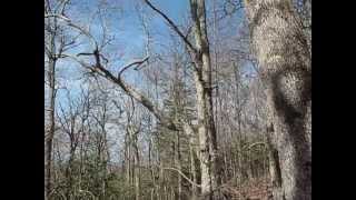 Old-Growth Oak Forest on Holston Mountain, TN