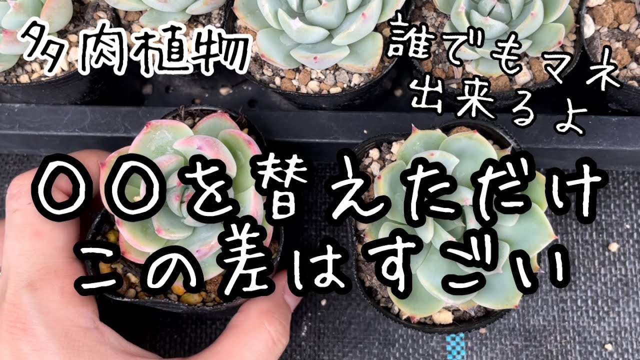 【多肉植物】パッカーン ミドリン これでも直るよ！