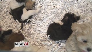 Why giving a pet as a gift can be a bad idea