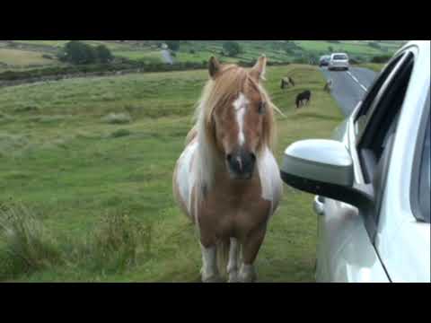 Бейне: Dartmoor Pony жылқысы гипоаллергенді, денсаулығы мен өмірінің ұзақтығы