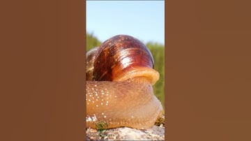 SHOCKING close-up of a snail slowly creeping! #shorts