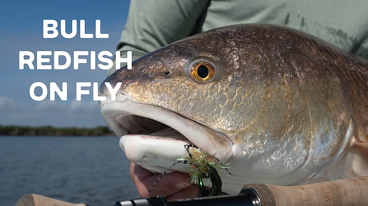Bull Redfish on Fly