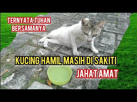 Video: Catatan Dari Seorang Kiri Lama Di Fading Red Bengal - Matador Network