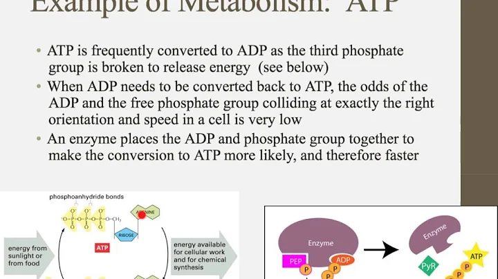 Notes for IB Biology Chapter 2.1