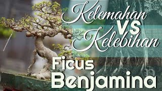 Kelemahan & Kelebihan Bonsai Beringin | Ficus Benjamina 🍃 #ficusbenjamina #ficus #bonsaiberingin