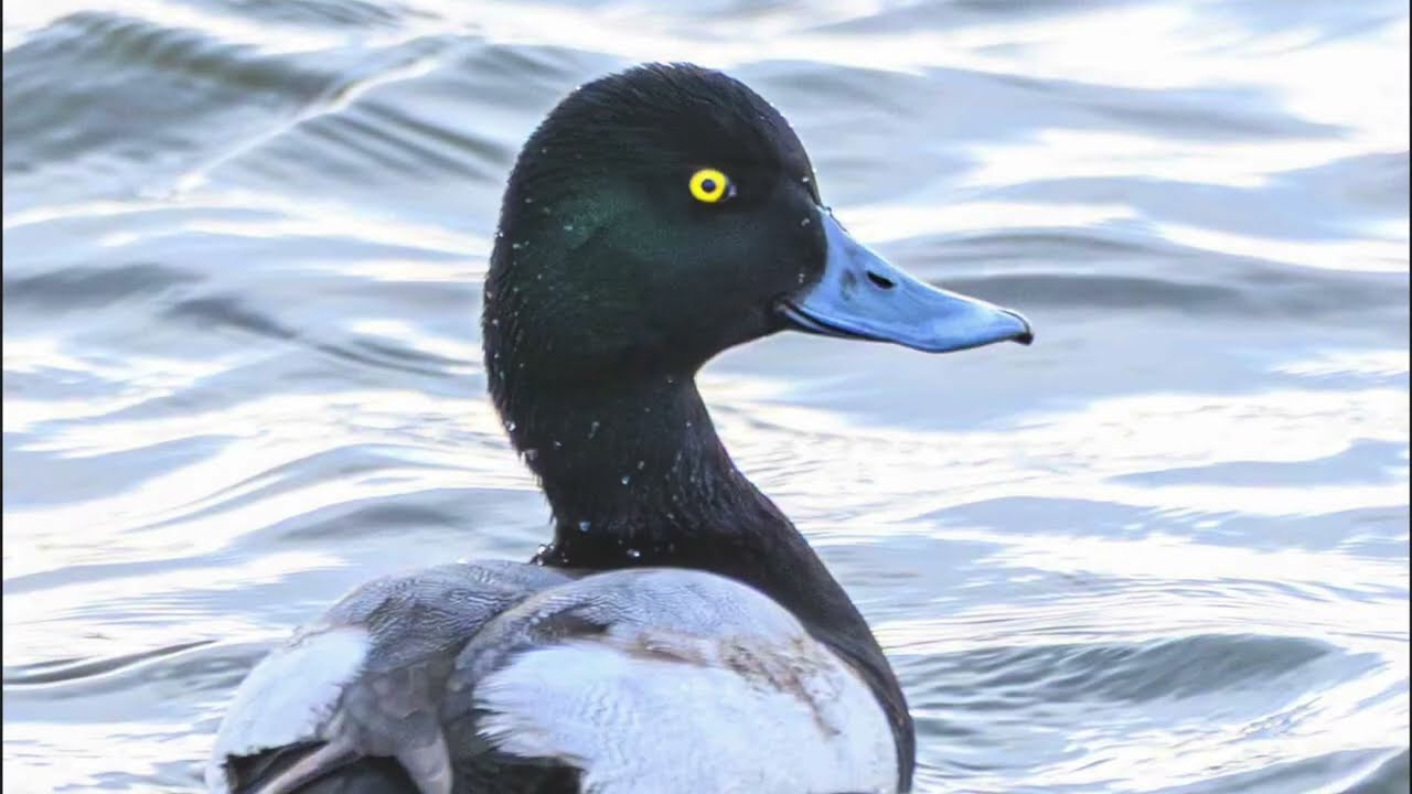 Fall Bird Migration | Shorebirds, Raptors, Songbirds & Waterfowl Moving South!