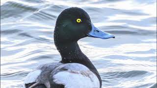 Fall Bird Migration | Shorebirds, Raptors, Songbirds & Waterfowl Moving South!