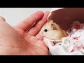 햄스터와 친해지는 과정 (The process of getting acquainted with the hamster)