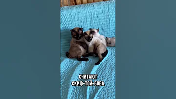 Самые маленькие породы кошек #коты #кот #кошка