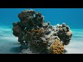 Дивовижний Ізраїль. Незаймана природа Червоного моря - документальний фільм українською [FullHD]