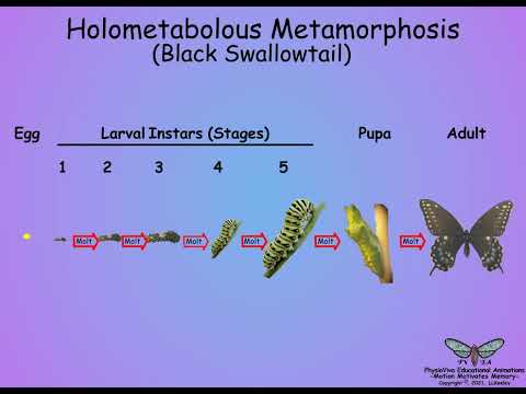 How Does Metamorphosis Contribute To The Success Of Insects
