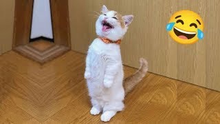 Try Not to Laugh 2024😁 New Funny Dog and Cat Video 😹🐶 Part 13