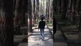 somewhere in forest #nature #river #forest #tree #beautiful