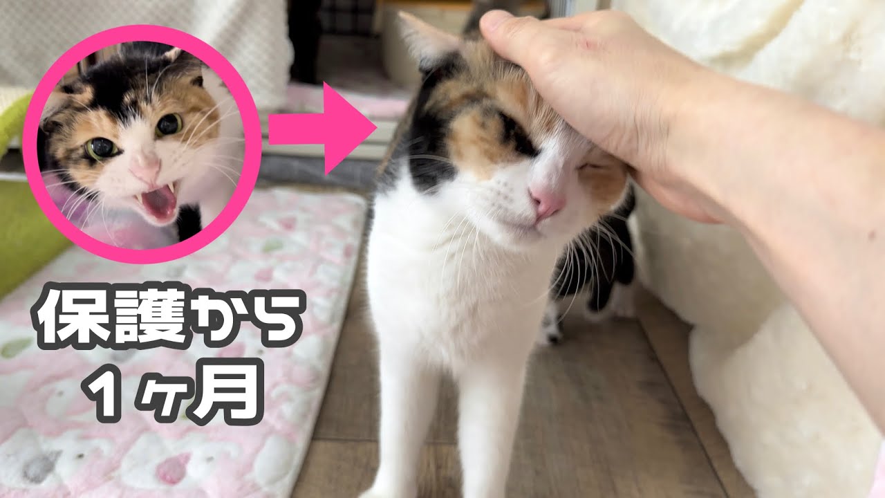 子猫を守るため威嚇していたママ猫に嬉しい変化が【ポノfam物語#26