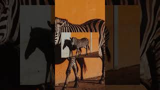 Nouveau Photography Zebra Wall By Laura Paredis 4K Screensaver For Tv Frame