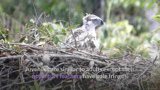 Philippine Eagle Description, Characteristics and Facts!