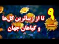 زیباترین گل های جهان که از دیدنشان شگفت زده می شوید زیباترین گل های جهان که از دیدنشان شگفت زده می شوید