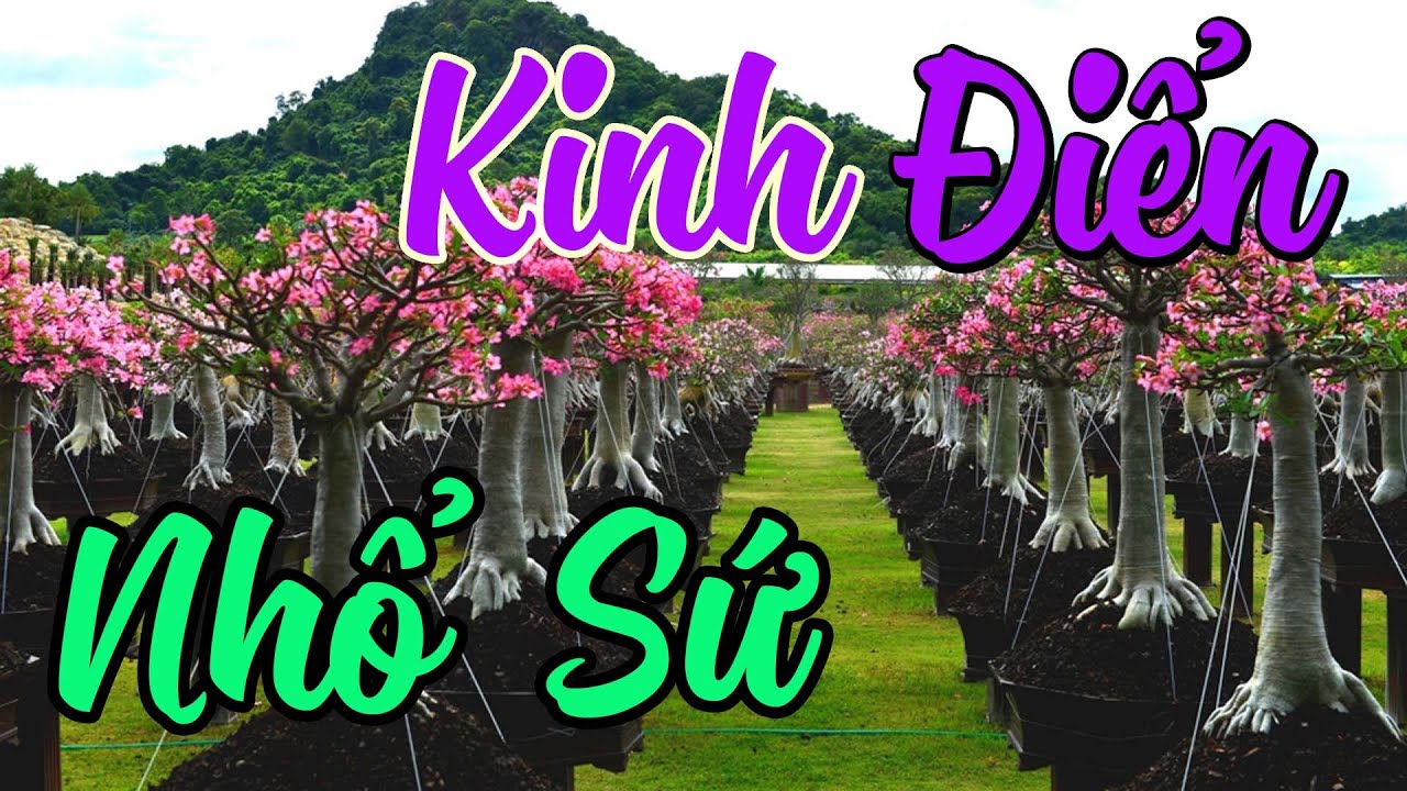 nhà hàng cây sứ New Update CÂY CẢNH CHỢ HÀNG Nhổ Vườn Hoa Sứ Kinh Điển Miền Bắc | Hải Phòng | 0981.0981.43 | 0981.0981.28