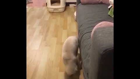 Ragdoll physics in a nutshell