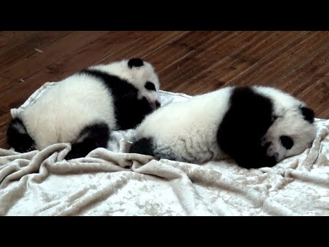 ► Chine - Des bébés pandas (Chengdu)