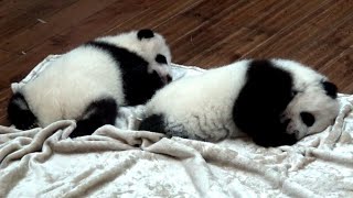 ► Chine - Des Bébés Pandas (Chengdu)